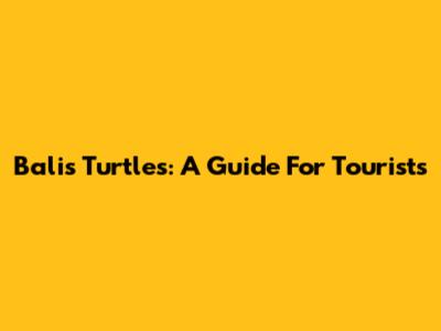 Bali's Turtles: A Guide For Tourists