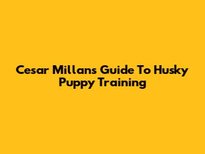 Cesar Millan's Guide To Husky Puppy Training