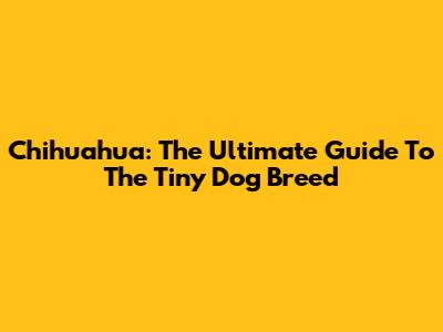Chihuahua: The Ultimate Guide To The Tiny Dog Breed