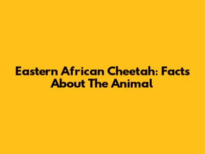 Eastern African Cheetah: Facts About The Animal