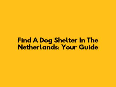 Find A Dog Shelter In The Netherlands: Your Guide
