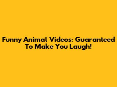 Funny Animal Videos: Guaranteed To Make You Laugh!