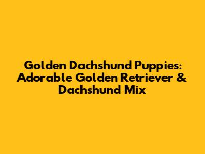 Golden Dachshund Puppies: Adorable Golden Retriever & Dachshund Mix