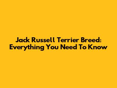 Jack Russell Terrier Breed: Everything You Need To Know