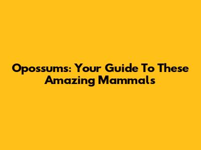 Opossums: Your Guide To These Amazing Mammals