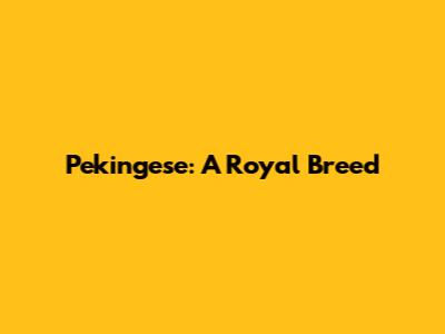 Pekingese: A Royal Breed