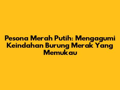 Pesona Merah Putih: Mengagumi Keindahan Burung Merak Yang Memukau