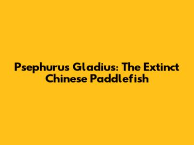 Psephurus Gladius: The Extinct Chinese Paddlefish