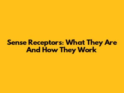 Sense Receptors: What They Are And How They Work