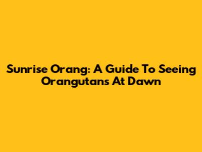 Sunrise Orang: A Guide To Seeing Orangutans At Dawn