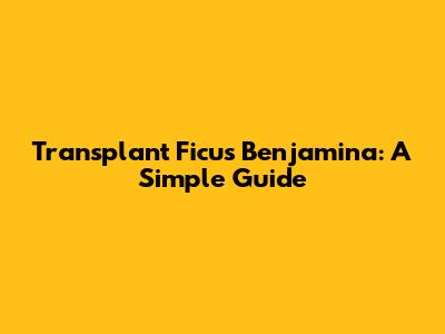 Transplant Ficus Benjamina: A Simple Guide